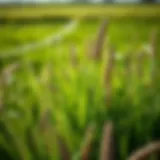 Optimal Fertilizer Strategies for Bermuda Grass in North Texas Introduction
