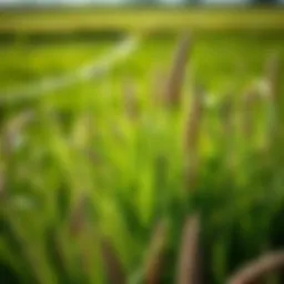 Optimal Fertilizer Strategies for Bermuda Grass in North Texas Introduction