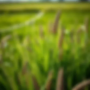 Optimal Fertilizer Strategies for Bermuda Grass in North Texas Introduction