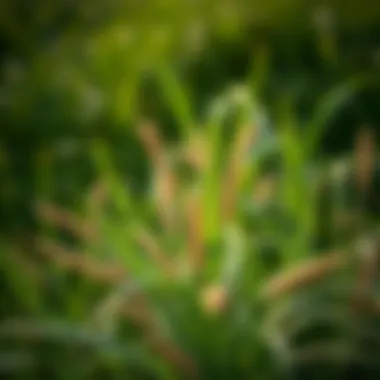 Notable Optimal Fertilizer Strategies for Bermuda Grass in North Texas