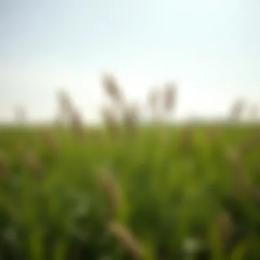 Optimal Fertilizer Strategies for Bermuda Grass in North Texas Summary