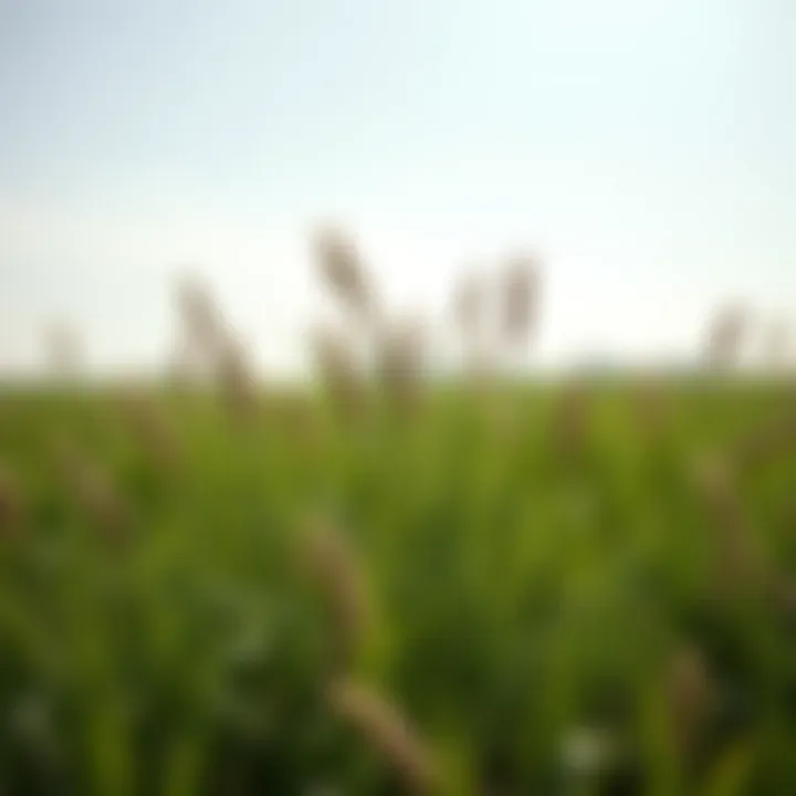 Optimal Fertilizer Strategies for Bermuda Grass in North Texas Summary