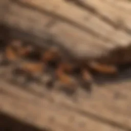 Close-up of a termite infestation on wood