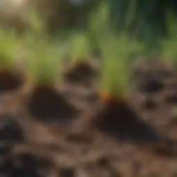 Ideal soil temperature for grass seed germination