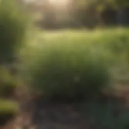 Lush Bermuda grass lawn in sunlight
