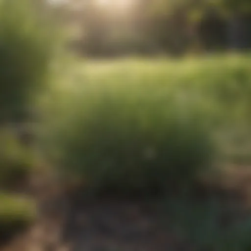 Lush Bermuda grass lawn in sunlight