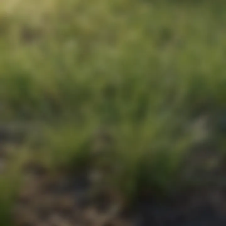Different types of Bermuda grass seeds
