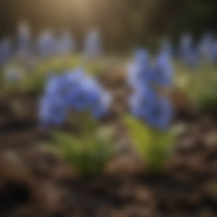 Seedlings of delphinium in a garden bed