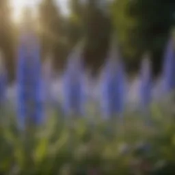 Vibrant delphinium flowers in full bloom