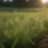 A close-up view of healthy weeds in a field