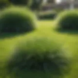 Bermuda grass in a vibrant green lawn