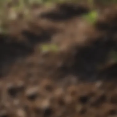 Close-up of healthy soil suitable for shade grass planting