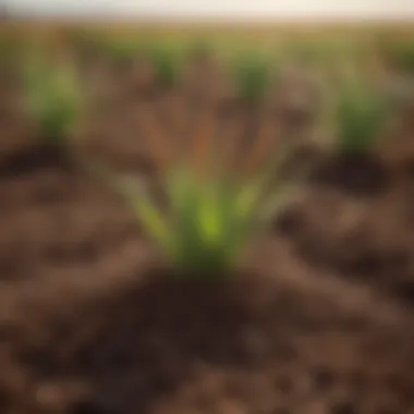 Soil Conditions Essential for Sorghum Cultivation Ideal soil conditions for sorghum cultivation