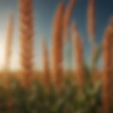 Innovative Fertilization Techniques in Sorghum Agriculture Innovative fertilization techniques for sustainable agriculture
