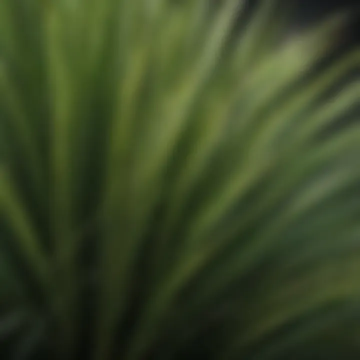 Close-up of Palmetto Buffalo Grass blades illustrating their unique texture