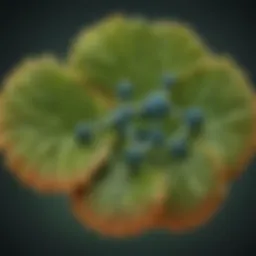 Chemical structure of pentachlorophenol illustrating its chlorinated nature