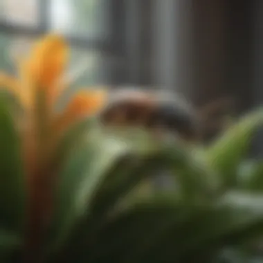 Pests on Houseplant Managed with Soap Pests on a houseplant being addressed with insecticidal soap