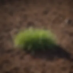 Vibrant green sod laying on prepared soil in Arizona