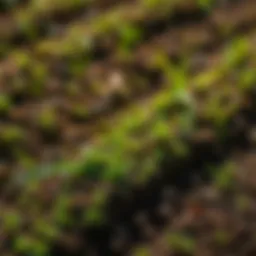 Pocatello Sod: Understanding Its Characteristics and Applications Introduction