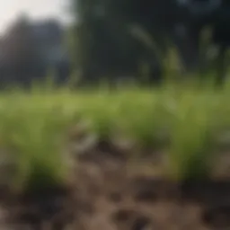 Close-up of healthy grass emerging from rich soil