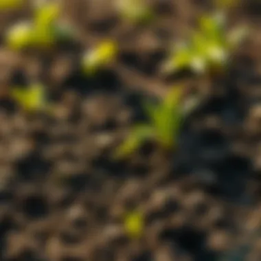 Notable Preparing Soil for Sod: A Comprehensive Guide Notable Preparing Soil for Sod: A Comprehensive Guide