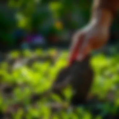 Preparing Soil for Sod: A Comprehensive Guide Summary Preparing Soil for Sod: A Comprehensive Guide Summary