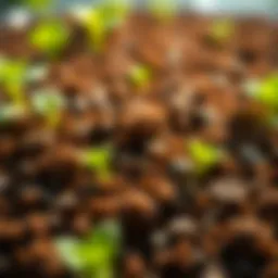 Detailed view of Promix HP growing medium showcasing texture and composition