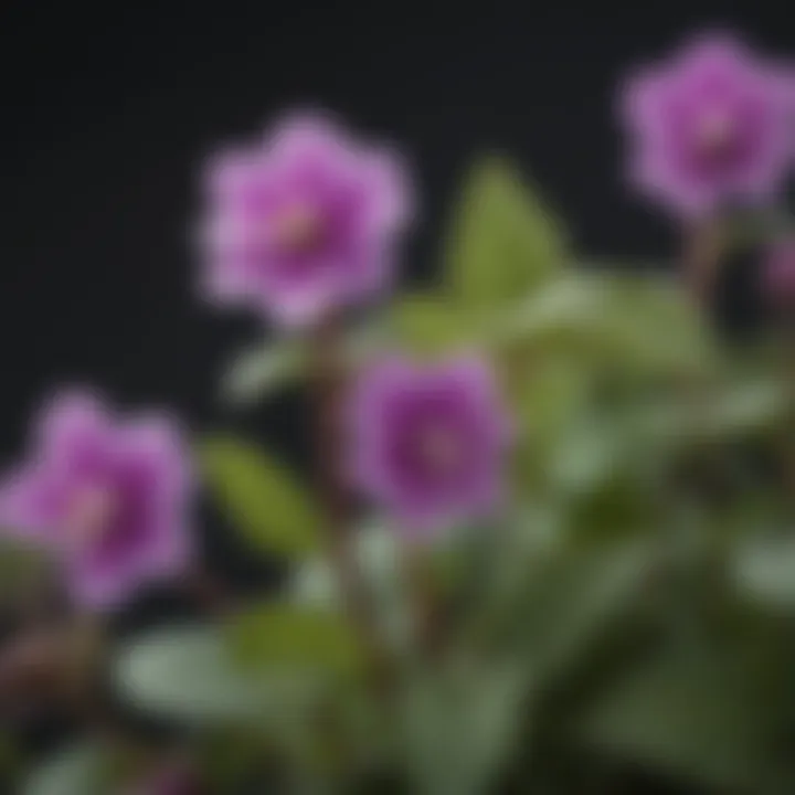 Close-up view of purple dead nettle showcasing its distinct leaves and flowers