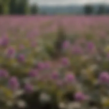 Field scenario depicting the spread of purple dead nettle among crops