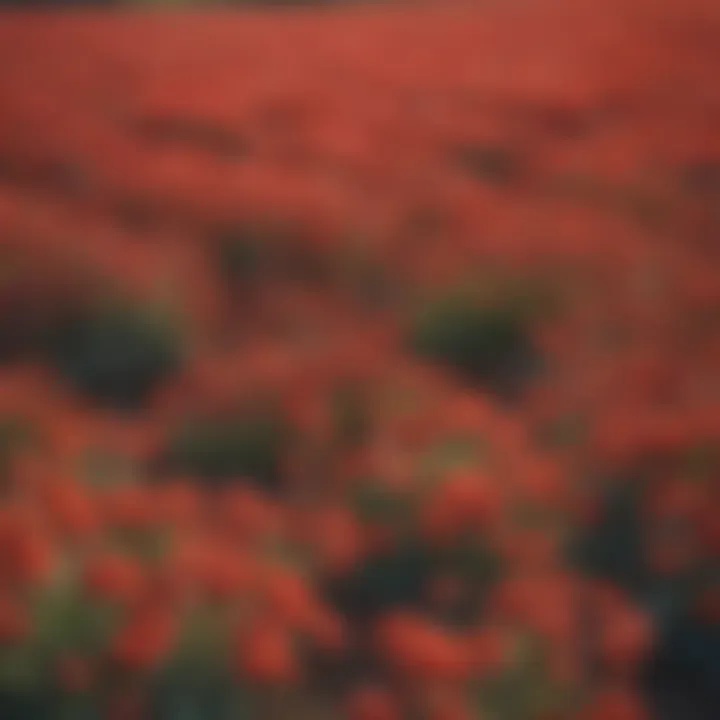 A thriving field of red buckwheat plants in full bloom under a clear blue sky.