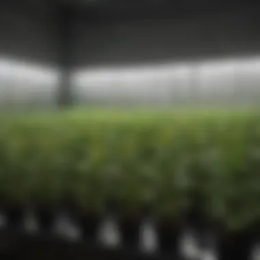 Light Management Techniques in Grow Tents Diagram illustrating light management techniques within a grow tent.