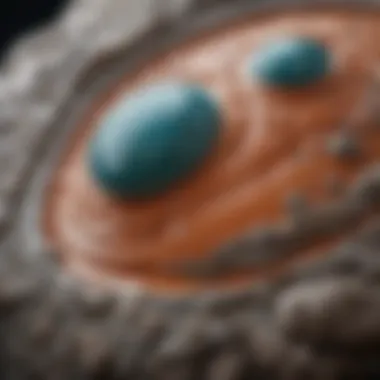 Ceramic Air Stone Detail Close-up view of a ceramic air stone