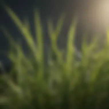 Close-up of grass blades illustrating texture and softness against sunlight