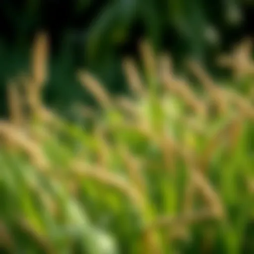 Selecting the Optimal Grass Variants for Orlando, Florida Introduction
