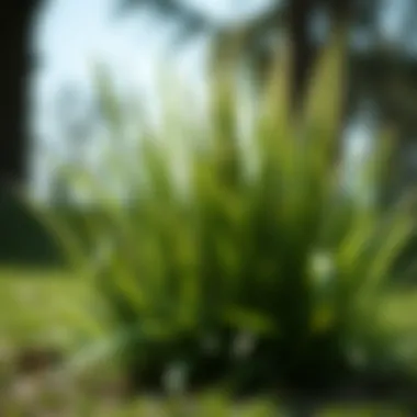 Notable Selecting the Optimal Grass Variants for Orlando, Florida