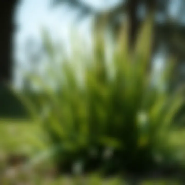 Notable Selecting the Optimal Grass Variants for Orlando, Florida