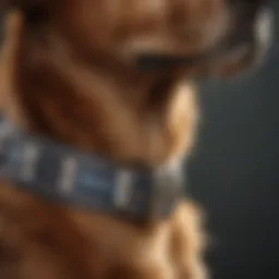 Close-up view of a Seresto collar on a pet.