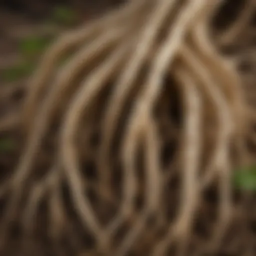 A close-up of fresh South Korean ginseng roots showcasing their unique texture and structure