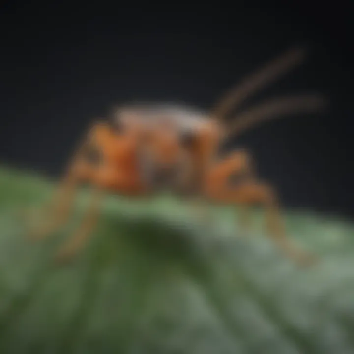 Close-up of squash bug on a leaf