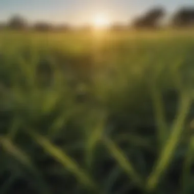 Vibrant St. Augustine Pro Vista grass in a lush field