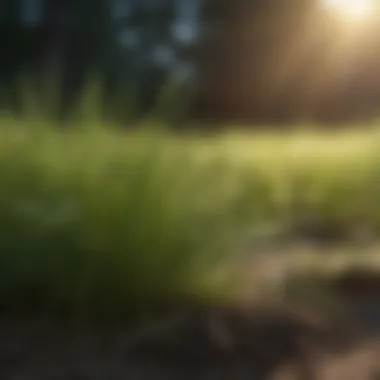 Different grass types suitable for shaded areas