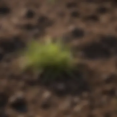 Nutrient-Rich Soil for Grass Growth Detailed view of healthy soil with rich nutrients