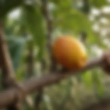 Close-up view of grafting cuts on a mango tree branch