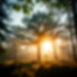 The Complex Landscape of World Forestry Introduction