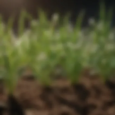 Chemistry of Pre-Emergent Herbicides Chemical structure representation of pre-emergent herbicides