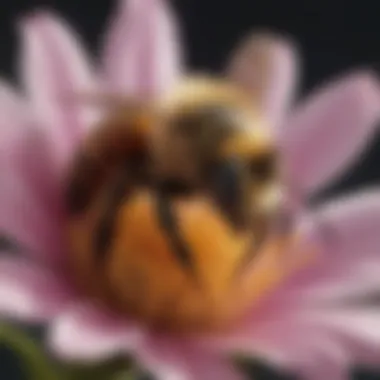 Close-up of a bee pollinating a flower, showcasing the process of pollination