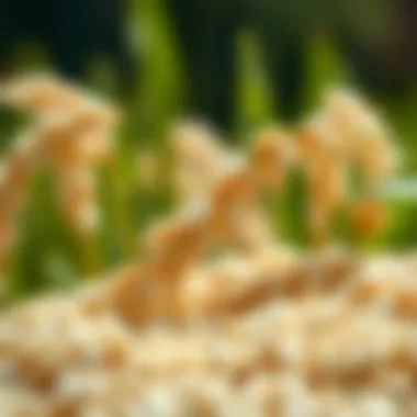 The Nutritional Profile of Rice: A Comprehensive Examination Summary The Nutritional Profile of Rice: A Comprehensive Examination Summary
