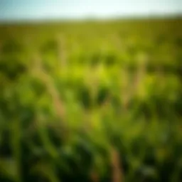The Optimal Strategies for Addressing Patchy Grass Areas Introduction