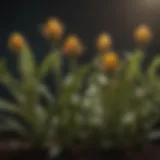 Vibrant buds on a plant showcasing growth potential