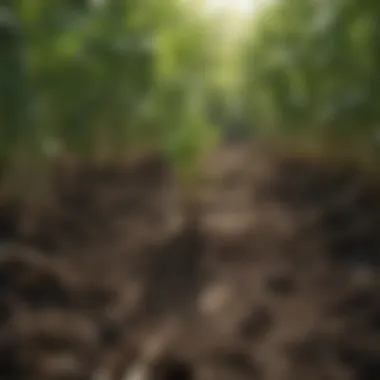 Nutrient Cycling Enhanced by Tillage Radish Roots Nutrient cycling facilitated by tillage radish roots